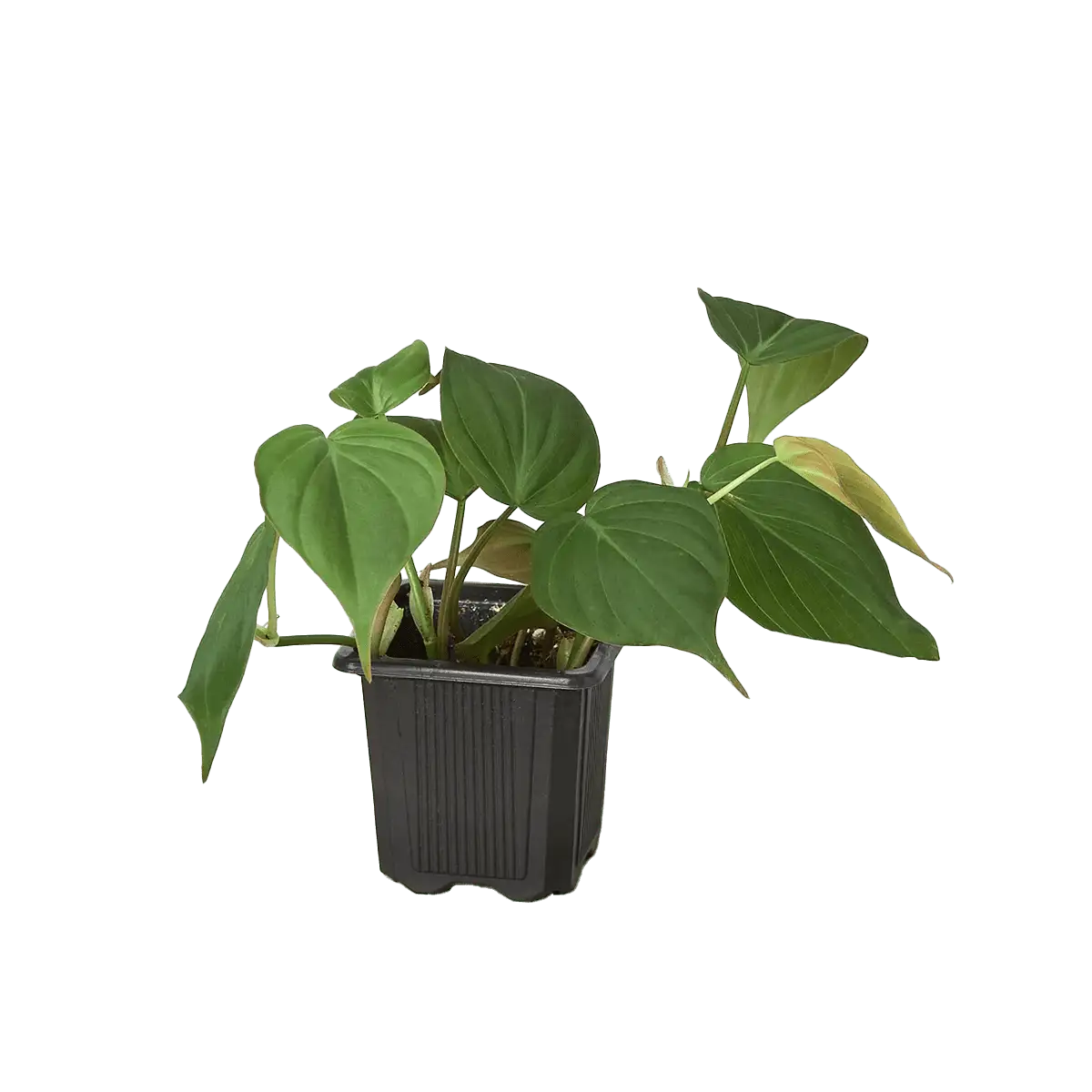 heartleaf philodendron - best online plant nursery | houseplantsale.com - houseplants for sale online | best indoor plants | forget me not flower market