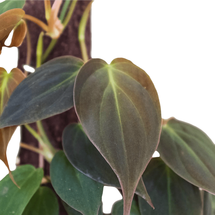 heartleaf philodendron - best online plant nursery | houseplantsale.com - houseplants for sale online | best indoor plants | forget me not flower market