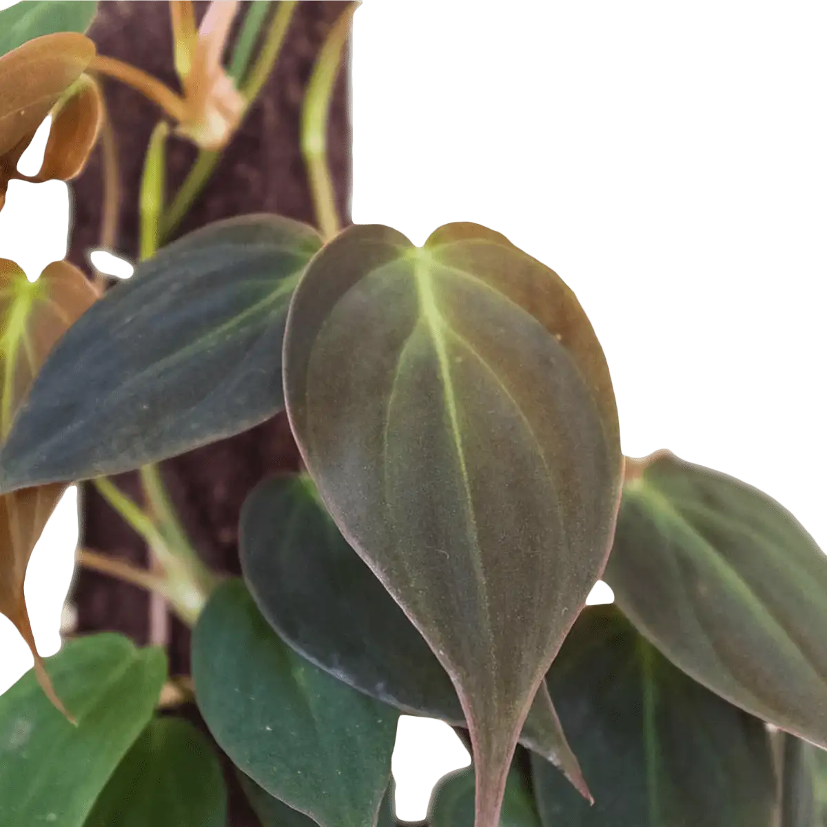 heartleaf philodendron - best online plant nursery | houseplantsale.com - houseplants for sale online | best indoor plants | forget me not flower market
