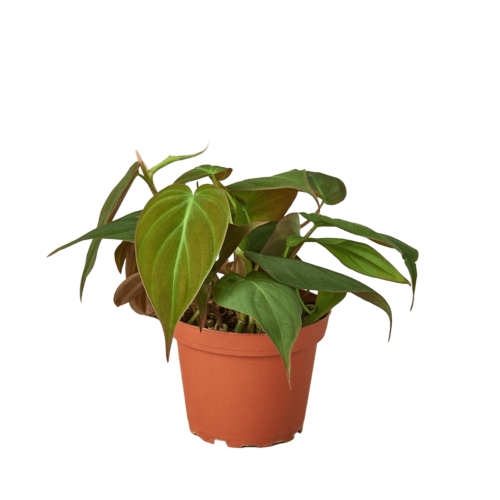 philodendron micans - best online plant nursery | houseplantsale.com - houseplants for sale online | best indoor plants | forget me not flower market