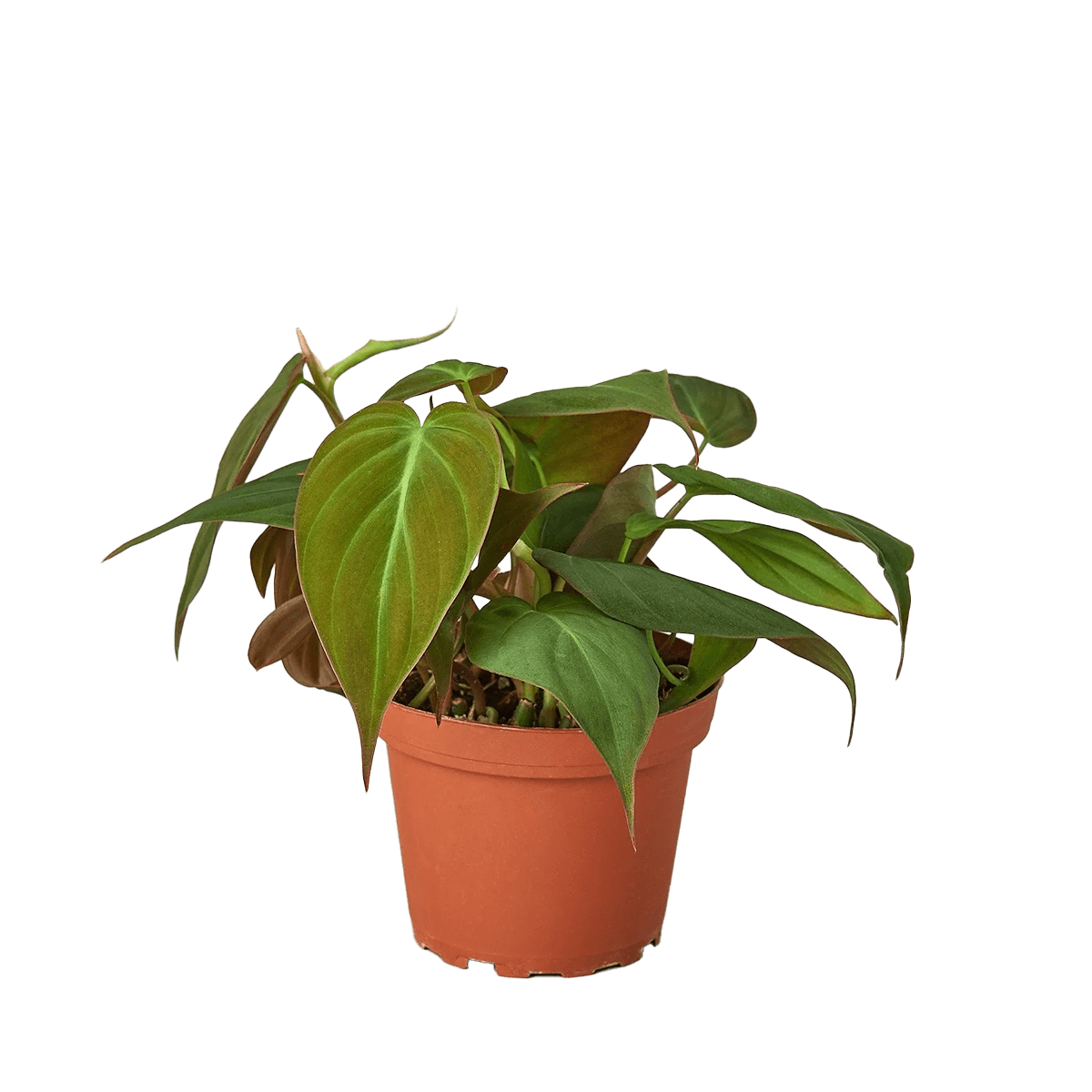 philodendron micans - best online plant nursery | houseplantsale.com - houseplants for sale online | best indoor plants | forget me not flower market