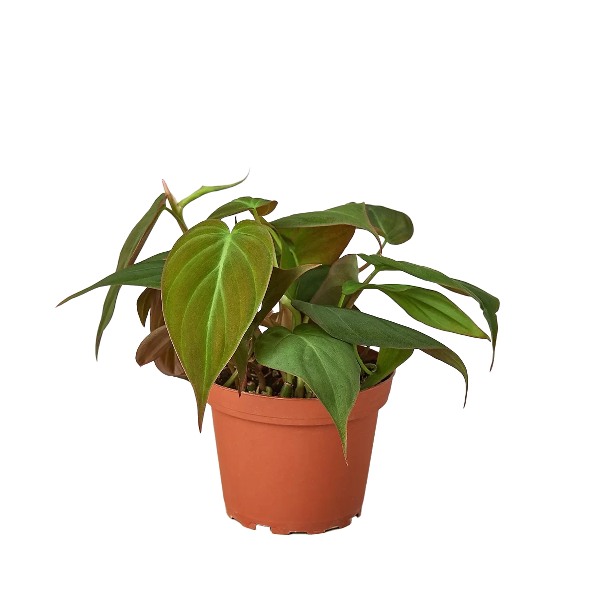 philodendron micans - best online plant nursery | houseplantsale.com - houseplants for sale online | best indoor plants | forget me not flower market