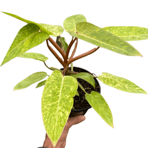 philodendron painted lady - best online plant nursery | houseplantsale.com - houseplants for sale online | best indoor plants | forget me not flower market