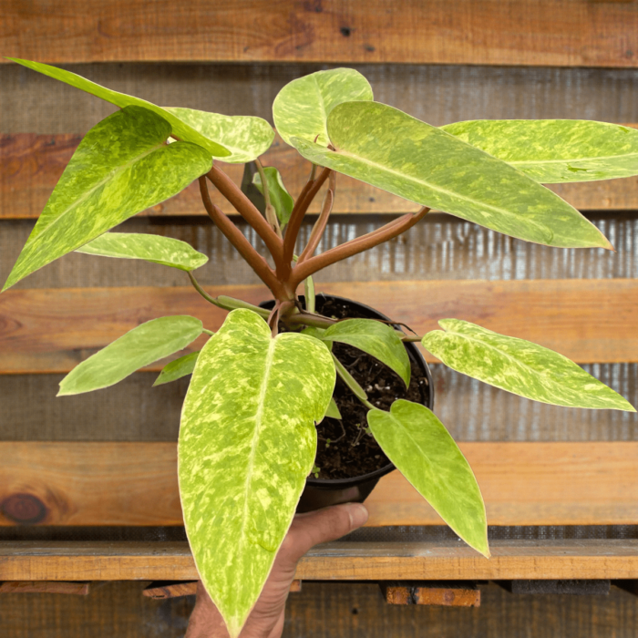 Philodendron Painted Lady