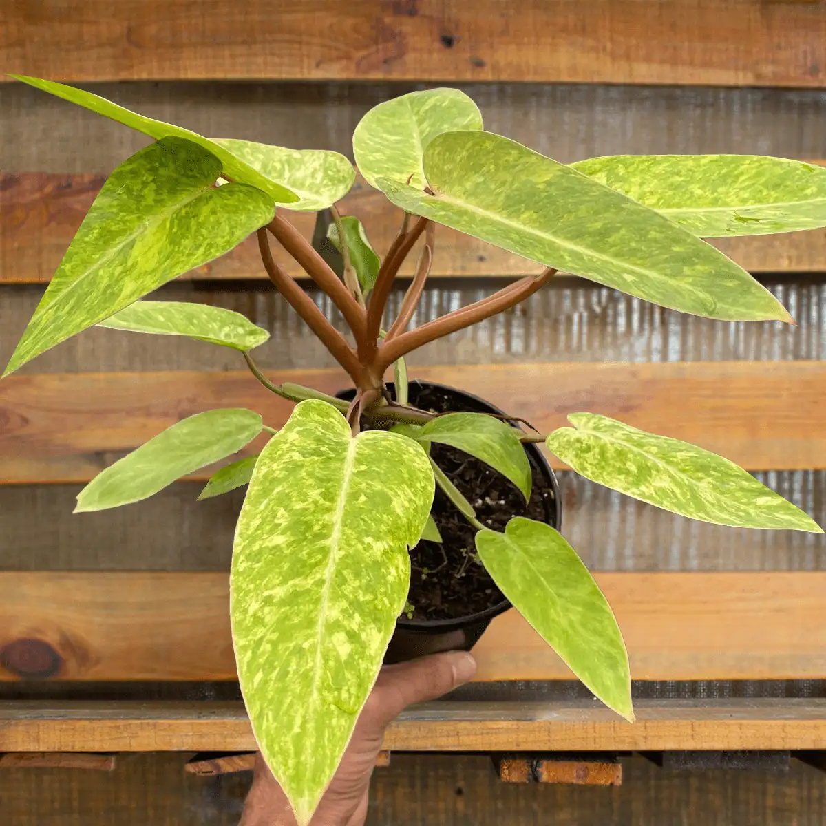 Philodendron Painted Lady | House Plants for Sale - Forget Me Not Flower Market