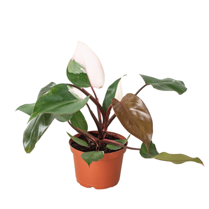 philodendron pink princess - best online plant nursery | houseplantsale.com - houseplants for sale online | best indoor plants | forget me not flower market