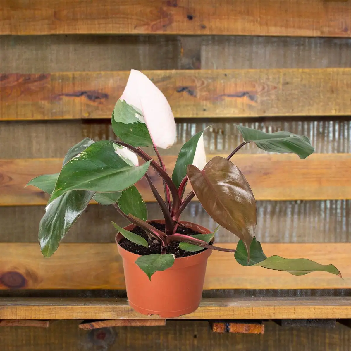 philodendron pink princess- best online plant nursery | houseplantsale.com - houseplants for sale online | best indoor plants | forget me not flower market