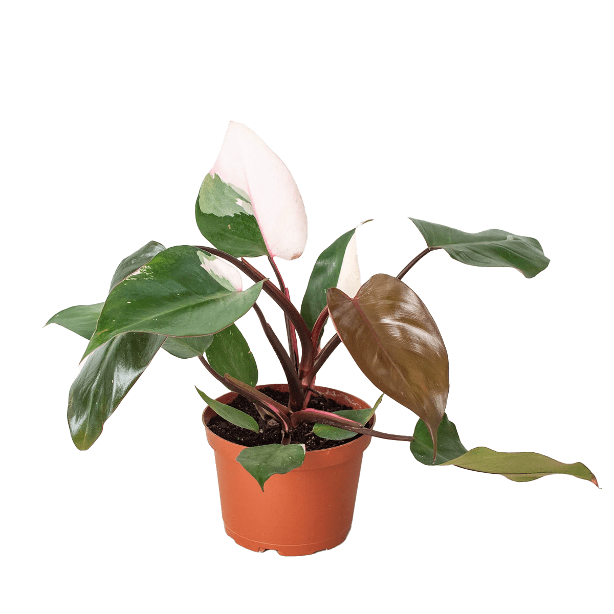 philodendron-pink-princess-free-doorstep-plant-delivery