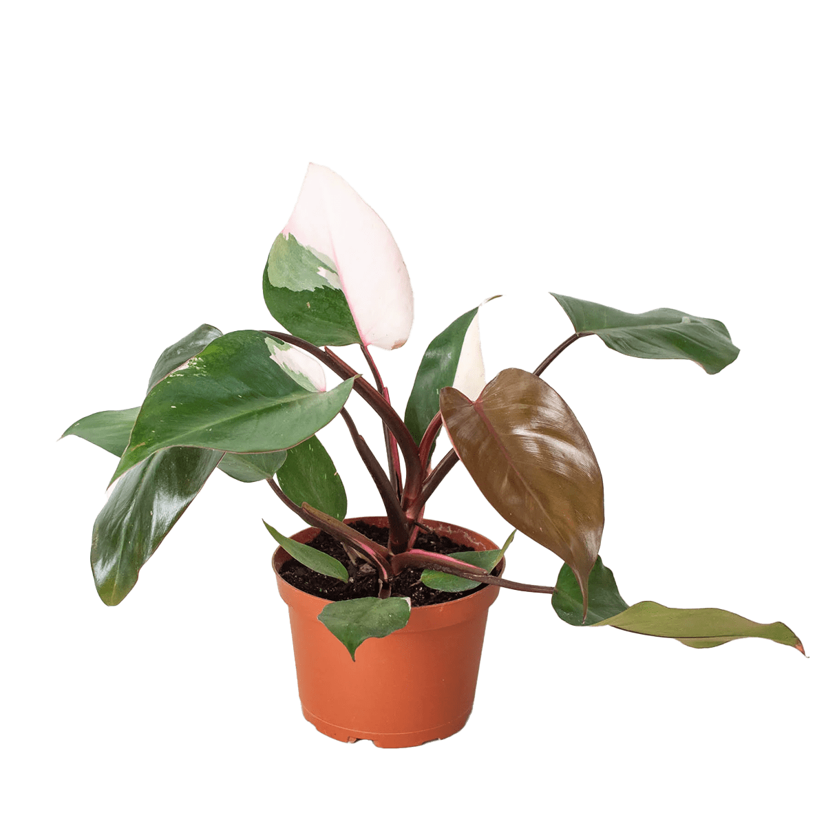 Philodendron Pink Princess Free Doorstep Plant Delivery 