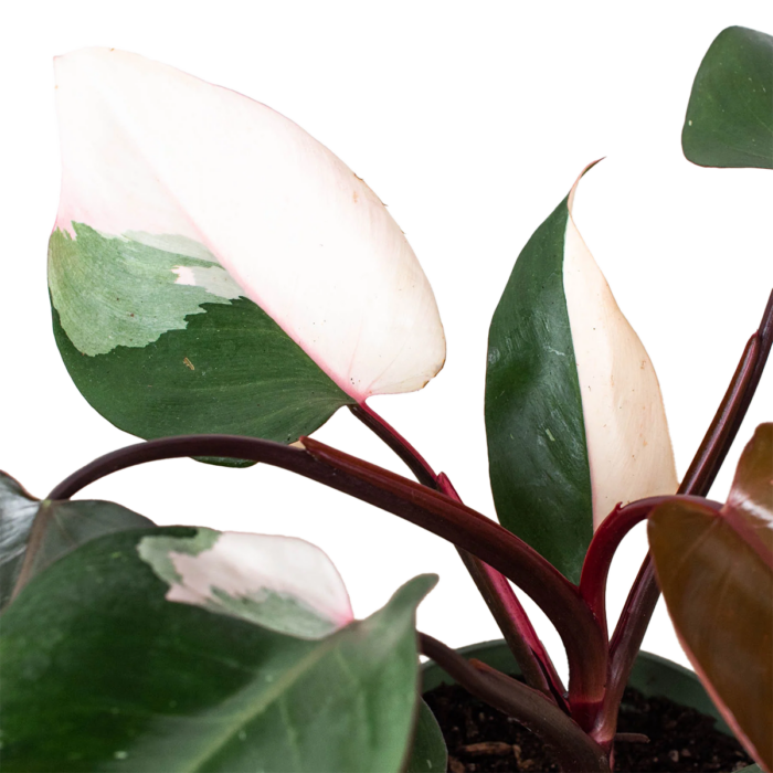 philodendron pink princess- best online plant nursery | houseplantsale.com - houseplants for sale online | best indoor plants | forget me not flower market