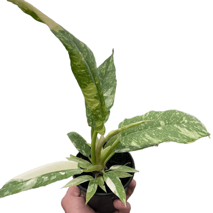 philodendron ring of fire variegated - best online plant nursery | houseplantsale.com - houseplants for sale online | best indoor plants | forget me not flower market