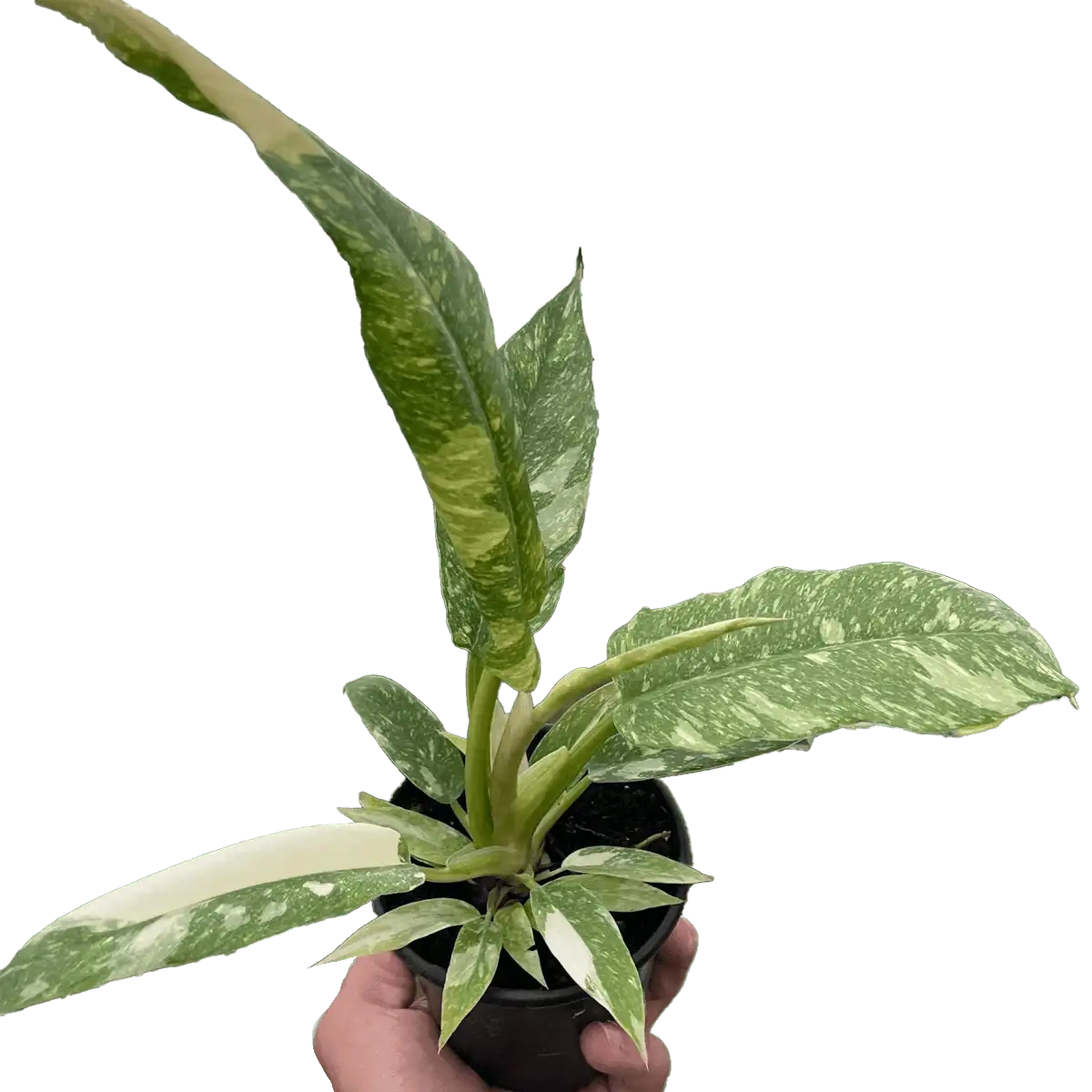 philodendron ring of fire variegated - best online plant nursery | houseplantsale.com - houseplants for sale online | best indoor plants | forget me not flower market