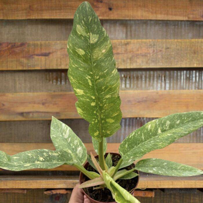 Philodendron Ring of Fire Variegated