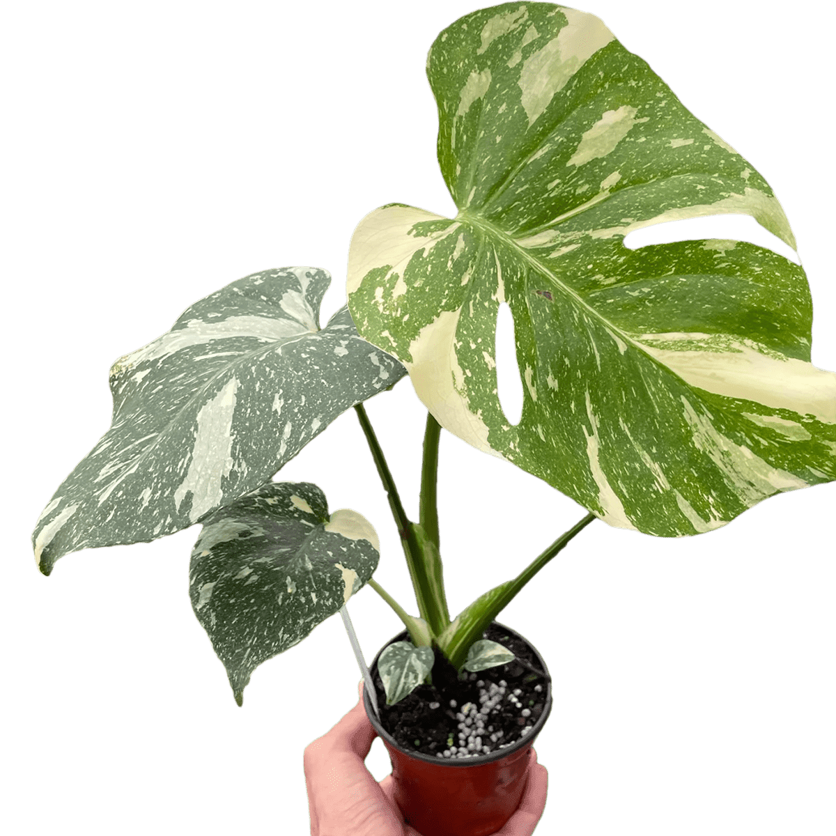 Monstera thai constellation from the Philodendron Monstera Deliciosa family. House Plants for Sale - 4in Nursery Pot | Best Indoor Plants & Houseplant Sale | Forget Me Not Flower Market