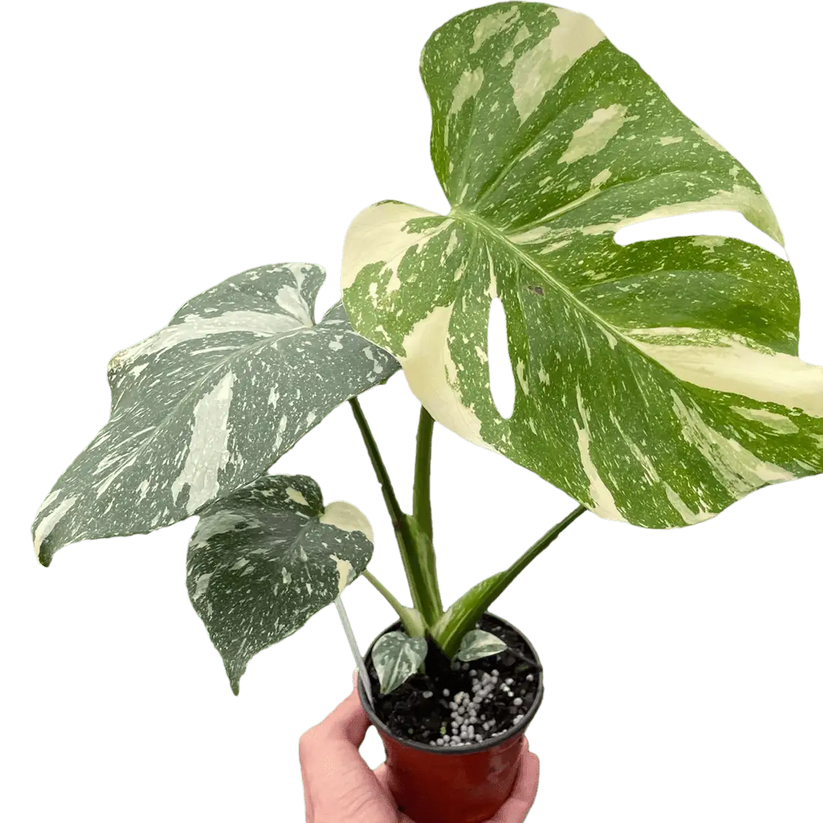 Monstera Thai Constellation | House Plants for Sale - Forget Me Not Flower Market