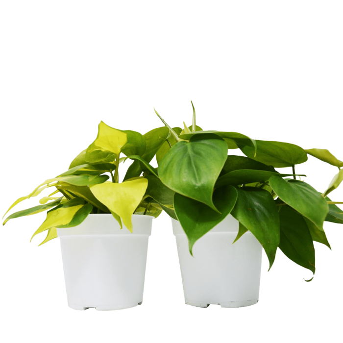 philodendron variety pack buy plants online cheap - best online plant nursery | houseplantsale.com - houseplants for sale online | best indoor plants | forget me not flower market