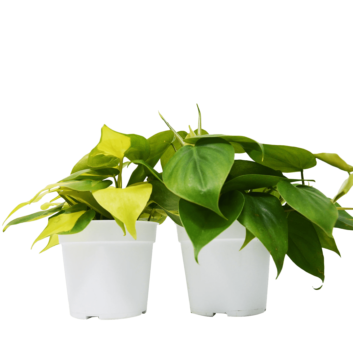 philodendron variety pack buy plants online cheap - best online plant nursery | houseplantsale.com - houseplants for sale online | best indoor plants | forget me not flower market