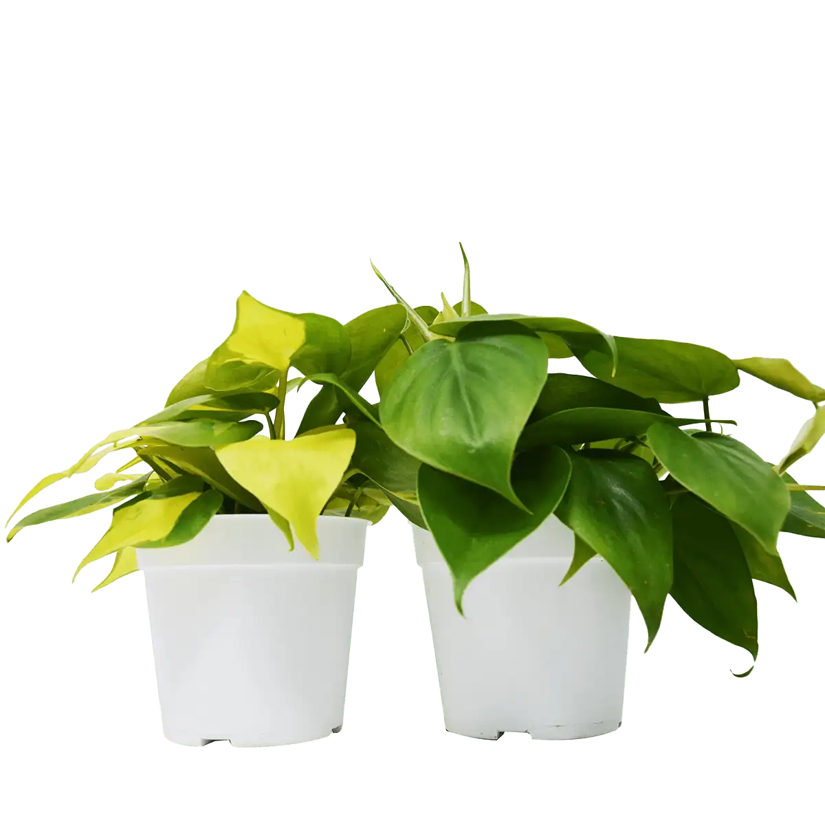 philodendron variety pack buy plants online cheap - best online plant nursery | houseplantsale.com - houseplants for sale online | best indoor plants | forget me not flower market
