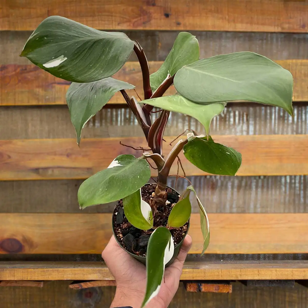 philodendron white knight for sale | best online plant nursery | houseplantsale.com - houseplants for sale online | best indoor plants | forget me not flower market