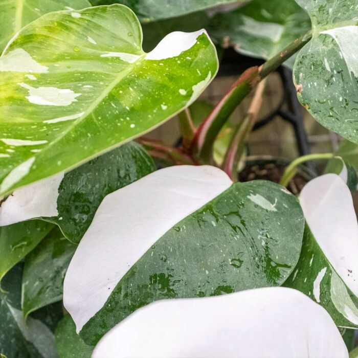 philodendron white princess- best online plant nursery | houseplantsale.com - houseplants for sale online | best indoor plants | forget me not flower market