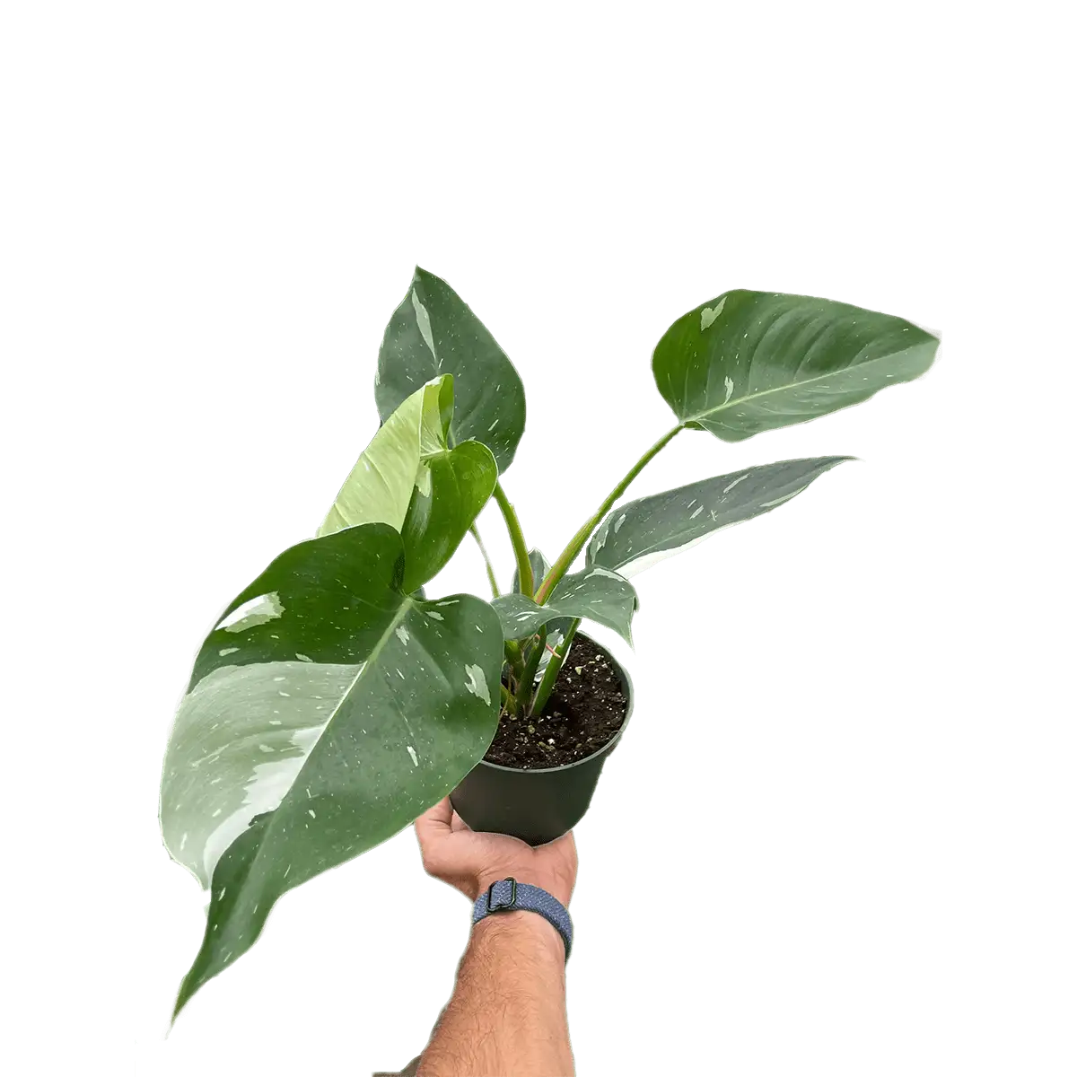 philodendron white princess- best online plant nursery | houseplantsale.com - houseplants for sale online | best indoor plants | forget me not flower market