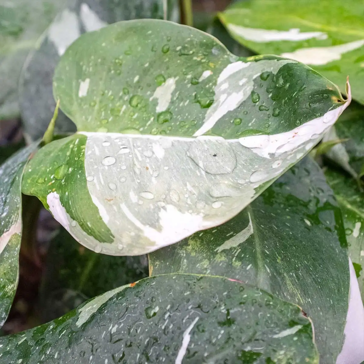philodendron white princess- best online plant nursery | houseplantsale.com - houseplants for sale online | best indoor plants | forget me not flower market