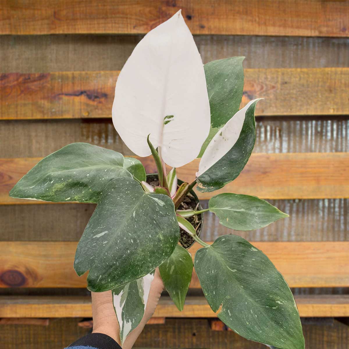 philodendron white princess- best online plant nursery | houseplantsale.com - houseplants for sale online | best indoor plants | forget me not flower market