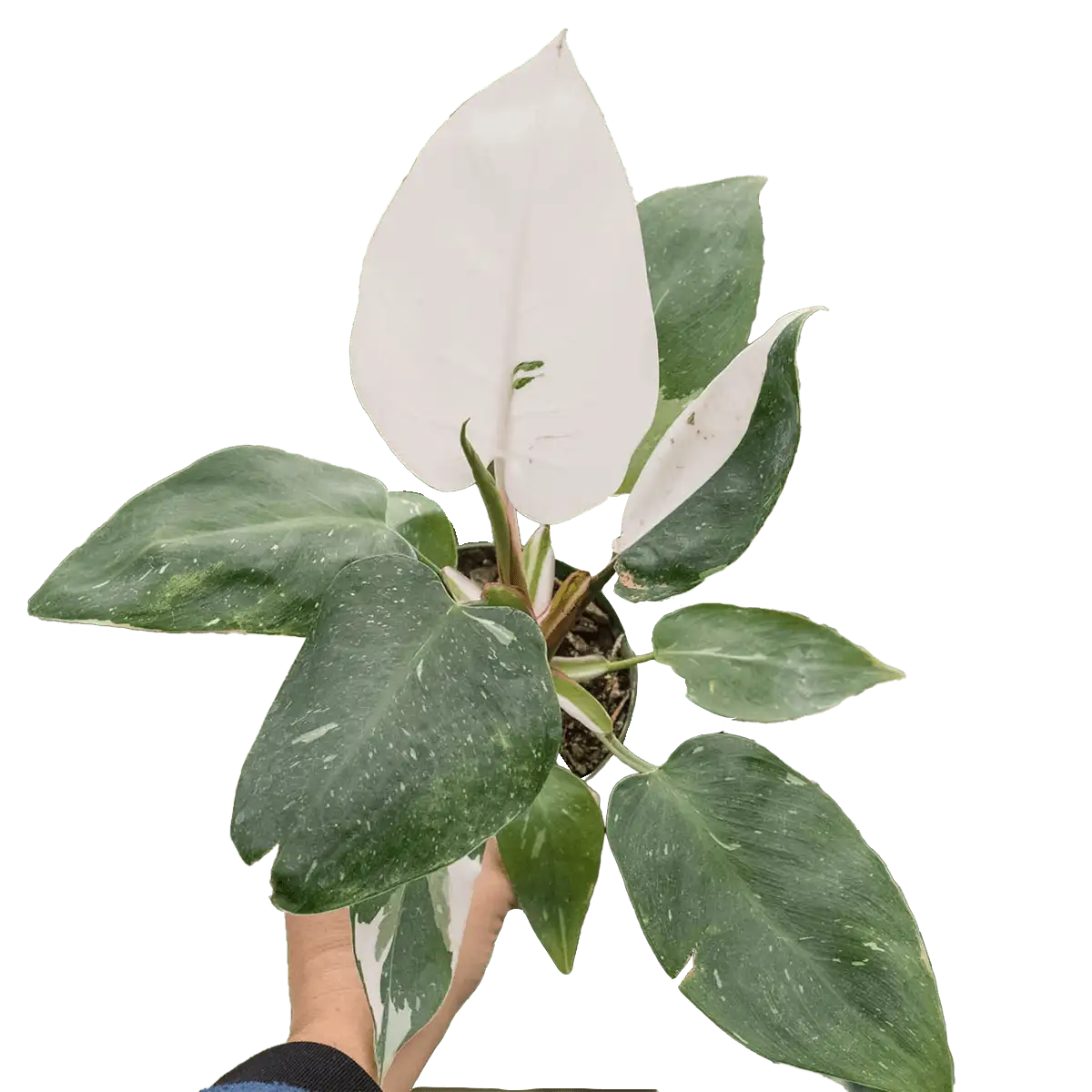 philodendron white princess- best online plant nursery | houseplantsale.com - houseplants for sale online | best indoor plants | forget me not flower market