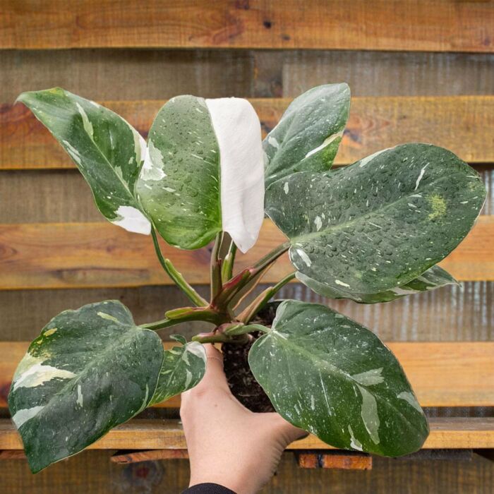 image of philodendron white princess