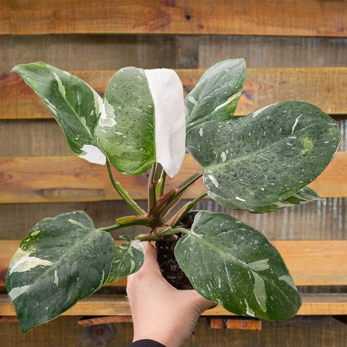 image of philodendron white princess