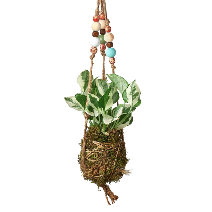 photos njoy plant lover gift idea - bead kokedama moss ball hanging house plants for sale | Forget Me Not Flower Market online plant shop | online nurseries near to me - great for Christmas gift