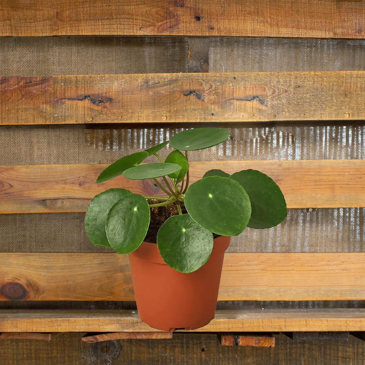Pilea Peperomioides, House Plants for Sale | Best Indoor Plants | Forget Me Not Flower Market | Bonita Springs Flower Market | Cape Coral, Fort Myers, Naples | Indoor Plants, Outdoor Plants, Garden Plants, Flower plants Nursery, Wholesale Flowers and more