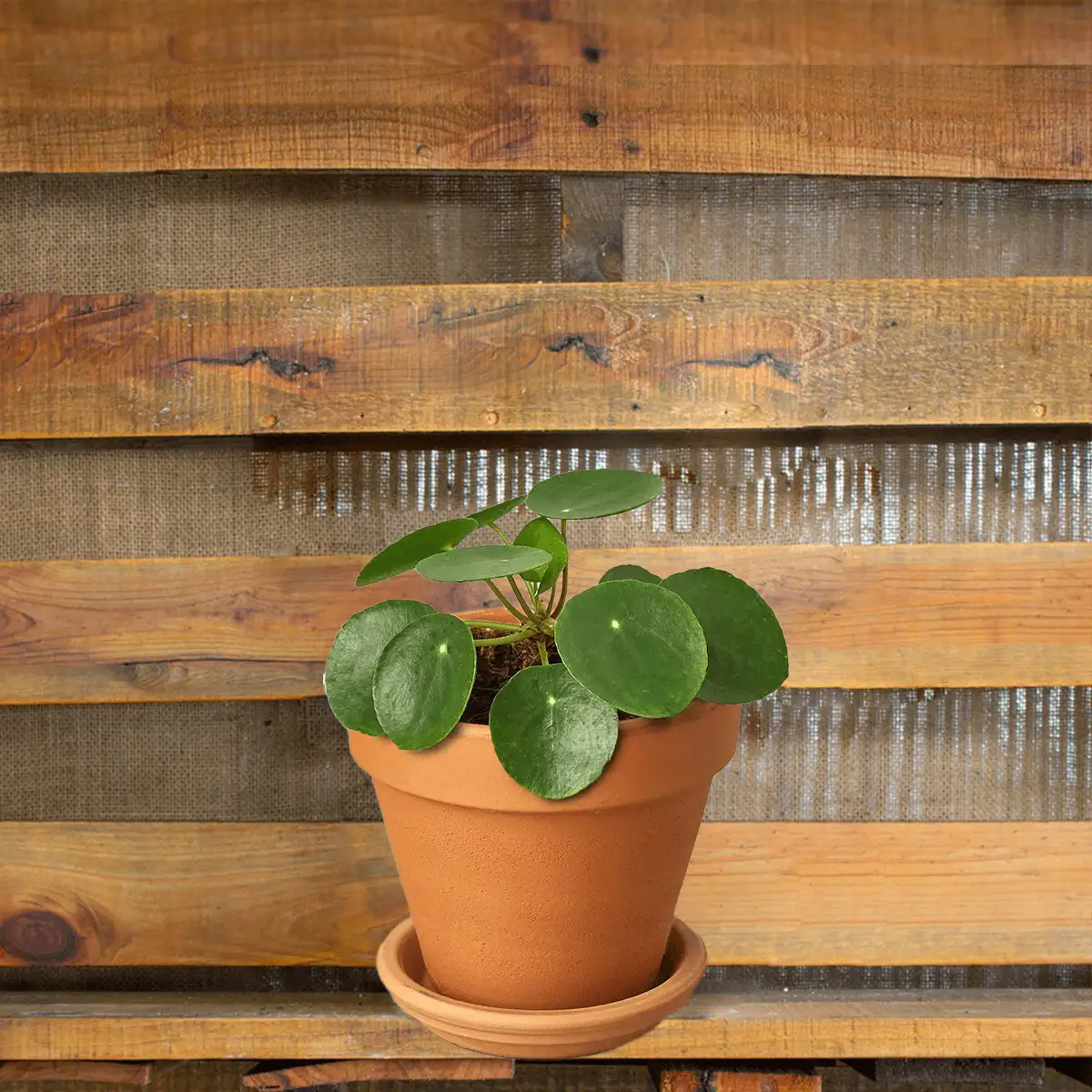 Pilea Peperomioides, House Plants for Sale | Best Indoor Plants | Forget Me Not Flower Market | Bonita Springs Flower Market | Cape Coral, Fort Myers, Naples | Indoor Plants, Outdoor Plants, Garden Plants, Flower plants Nursery, Wholesale Flowers and more