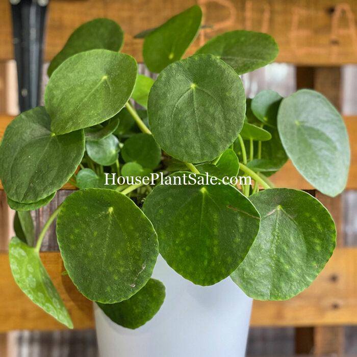 Alocasia Amazonica Polly - Forget Me Not Flower Market