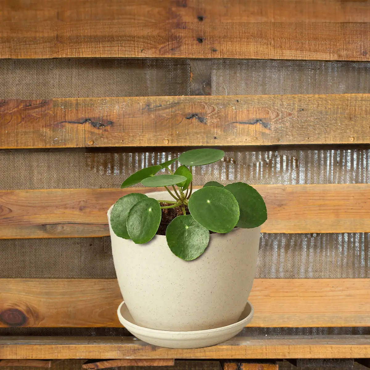 Pilea Peperomioides, House Plants for Sale | Best Indoor Plants | Forget Me Not Flower Market | Bonita Springs Flower Market | Cape Coral, Fort Myers, Naples | Indoor Plants, Outdoor Plants, Garden Plants, Flower plants Nursery, Wholesale Flowers and more