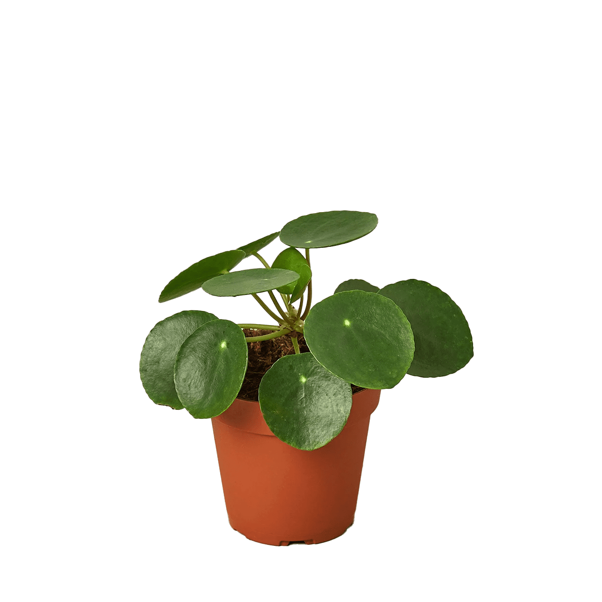 Pilea Peperomioides, House Plants for Sale | Best Indoor Plants | Forget Me Not Flower Market | Bonita Springs Flower Market | Cape Coral, Fort Myers, Naples | Indoor Plants, Outdoor Plants, Garden Plants, Flower plants Nursery, Wholesale Flowers and more