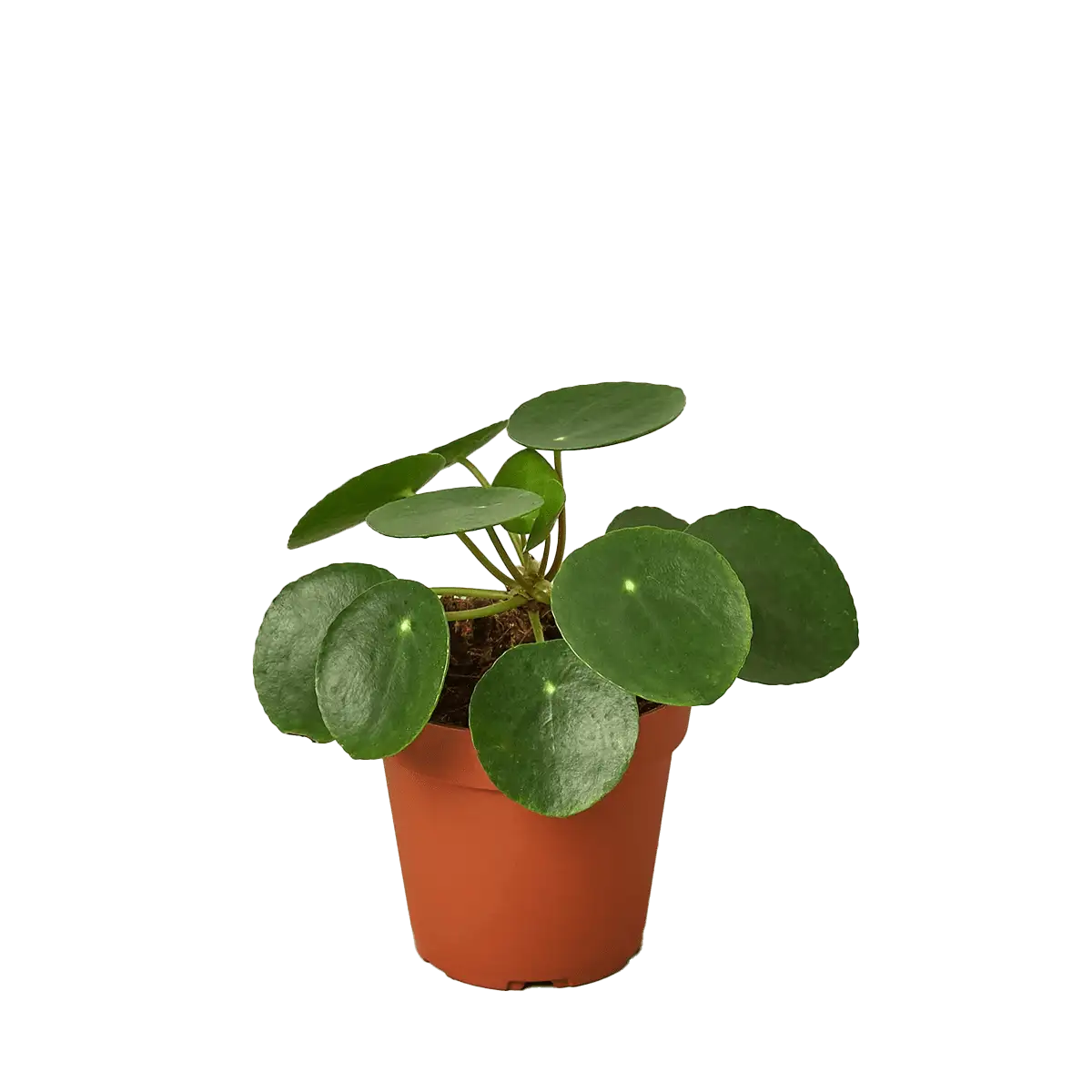 Pilea Peperomioides, House Plants for Sale | Best Indoor Plants | Forget Me Not Flower Market | Bonita Springs Flower Market | Cape Coral, Fort Myers, Naples | Indoor Plants, Outdoor Plants, Garden Plants, Flower plants Nursery, Wholesale Flowers and more