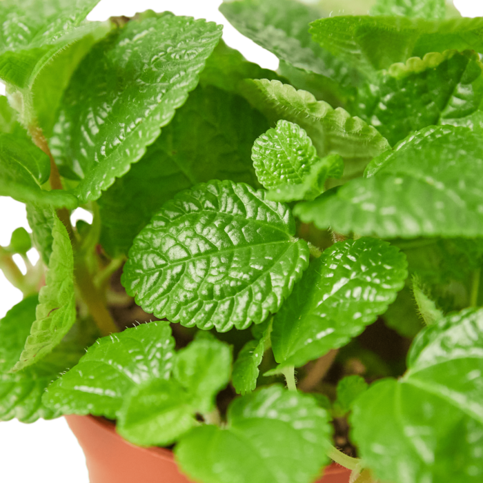 Pilea creeping Charlie or pilea crinkle | House Plants for Sale | Best Indoor Plants | Forget Me Not Flower Market