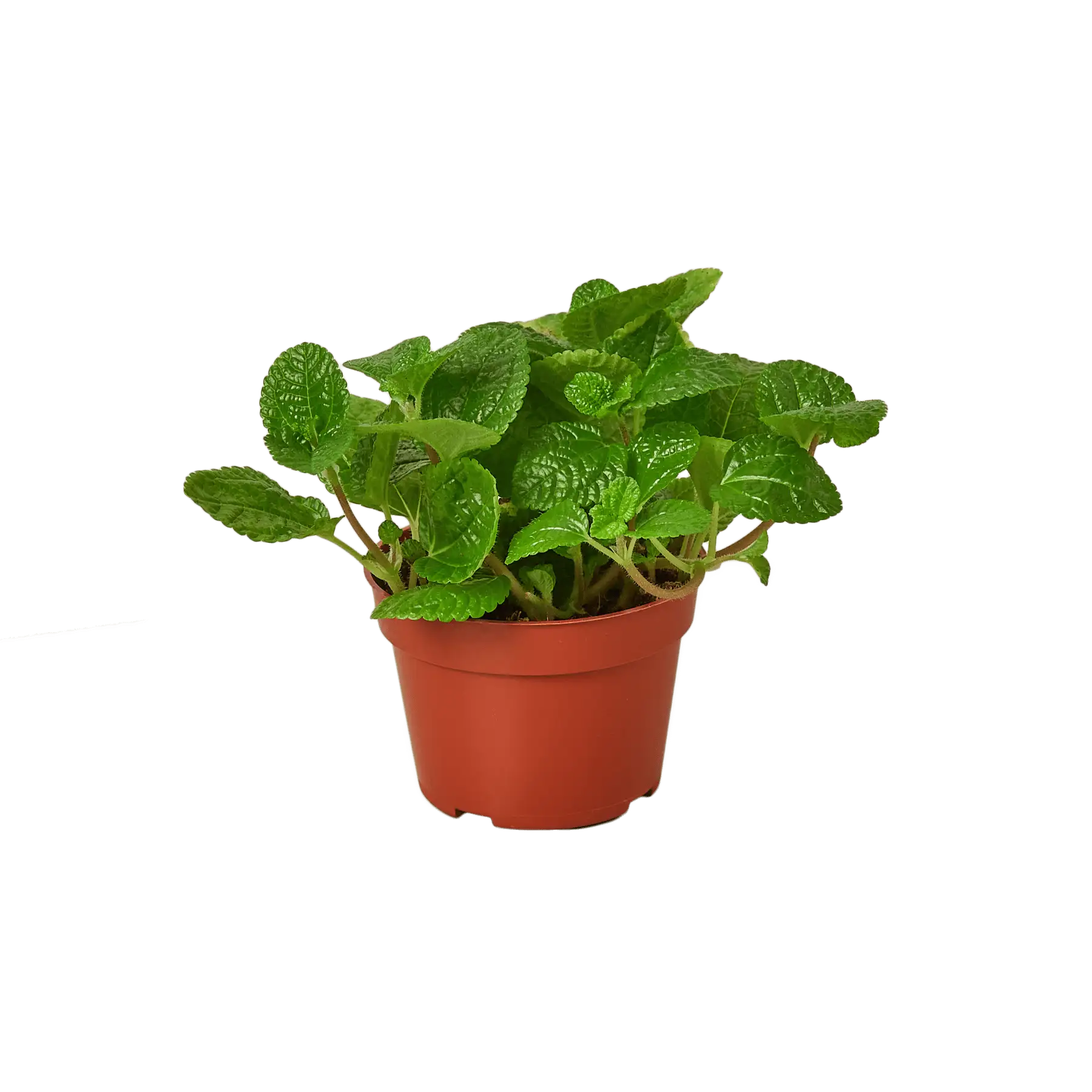 Pilea creeping Charlie or pilea crinkle | House Plants for Sale | Best Indoor Plants | Forget Me Not Flower Market