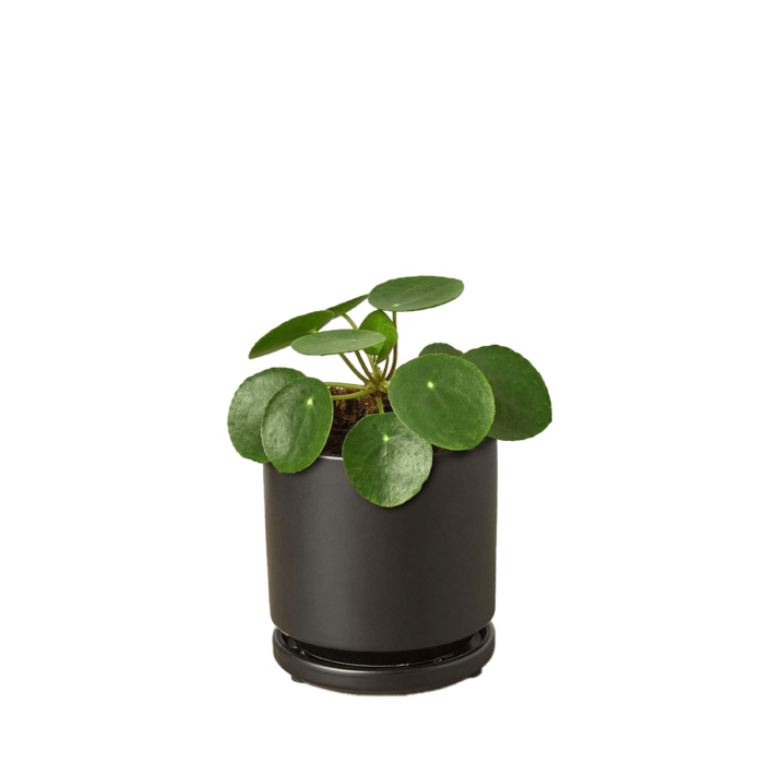 Pilea Peperomioides, House Plants for Sale | Best Indoor Plants | Forget Me Not Flower Market | Bonita Springs Flower Market | Cape Coral, Fort Myers, Naples | Indoor Plants, Outdoor Plants, Garden Plants, Flower plants Nursery, Wholesale Flowers and more