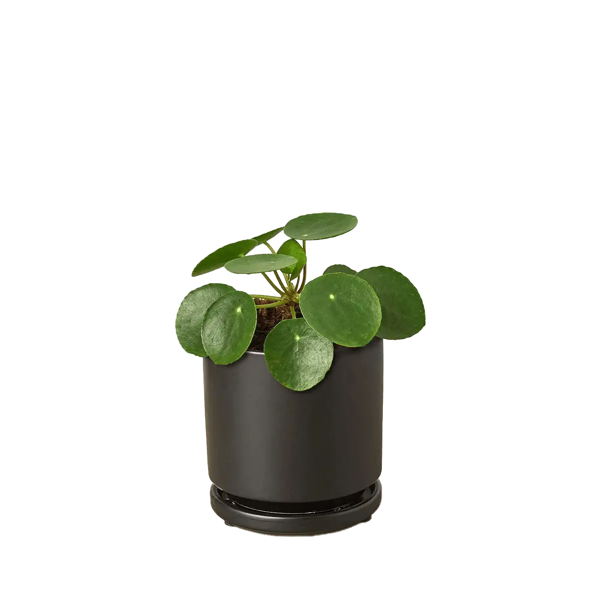 Pilea Peperomioides, House Plants for Sale | Best Indoor Plants | Forget Me Not Flower Market | Bonita Springs Flower Market | Cape Coral, Fort Myers, Naples | Indoor Plants, Outdoor Plants, Garden Plants, Flower plants Nursery, Wholesale Flowers and more