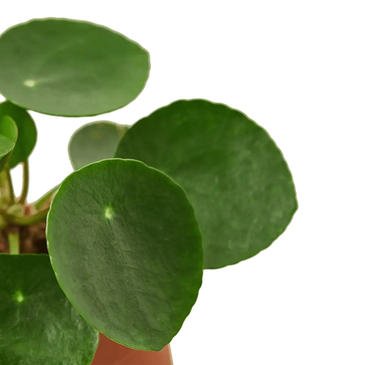 Pilea Peperomioides, House Plants for Sale | Best Indoor Plants | Forget Me Not Flower Market | Bonita Springs Flower Market | Cape Coral, Fort Myers, Naples | Indoor Plants, Outdoor Plants, Garden Plants, Flower plants Nursery, Wholesale Flowers and more