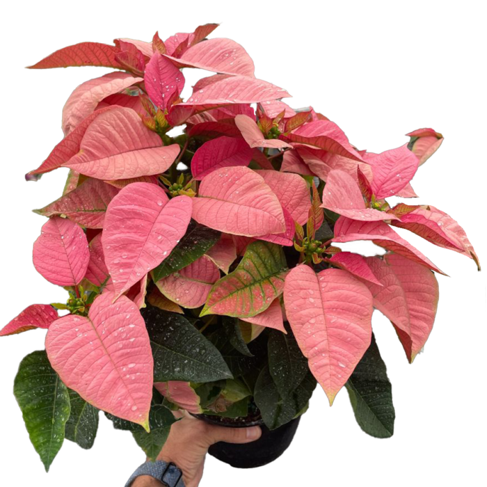 Pink Poinsettia Plant for Sale | house plant sale | Forget Me Not Flower Market online plant shop | online nurseries near to me