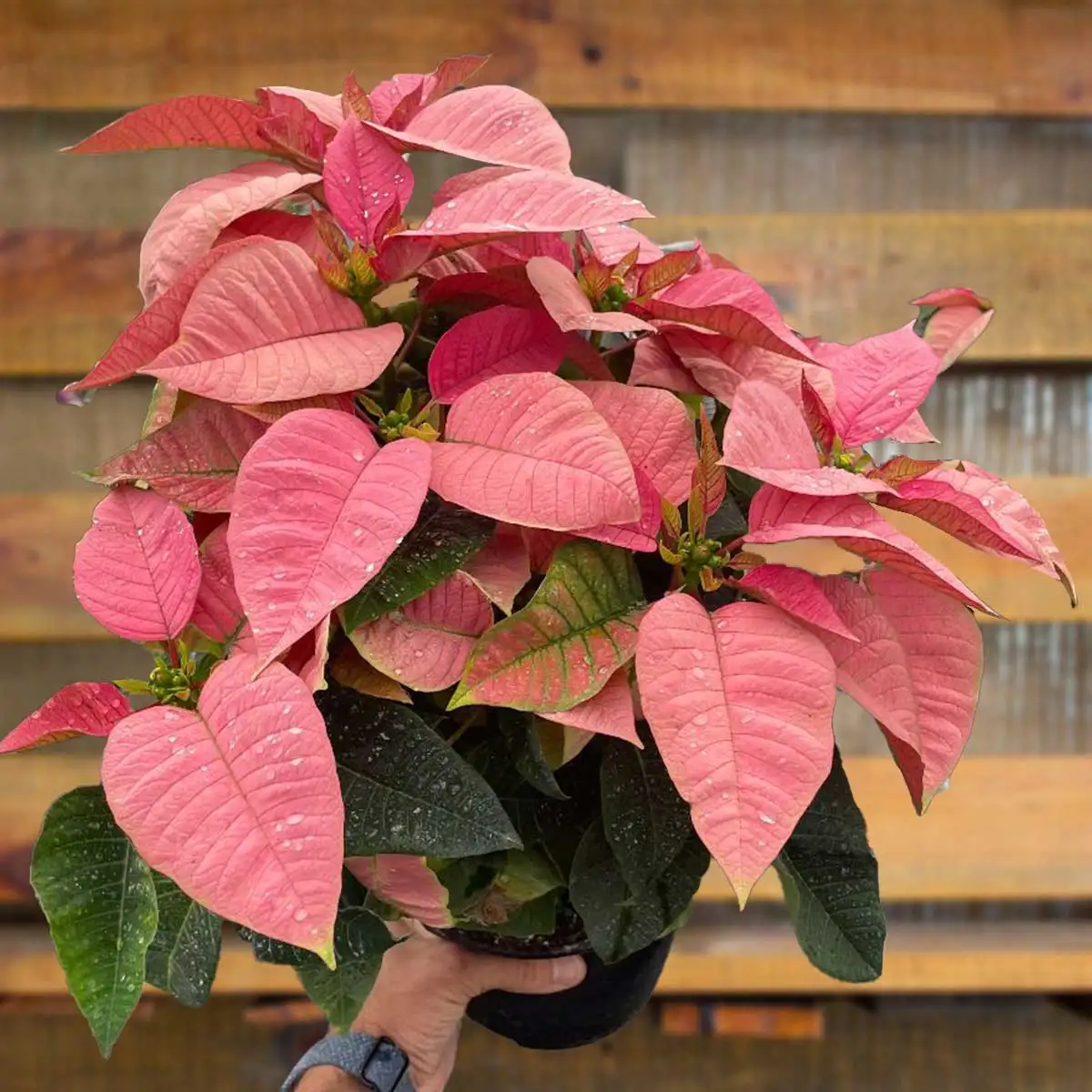 Pink Poinsettia Plant for Sale | house plant sale | Forget Me Not Flower Market online plant shop | online nurseries near to me