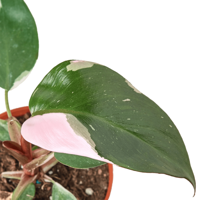philodendron pink princess- best online plant nursery | houseplantsale.com - houseplants for sale online | best indoor plants | forget me not flower market