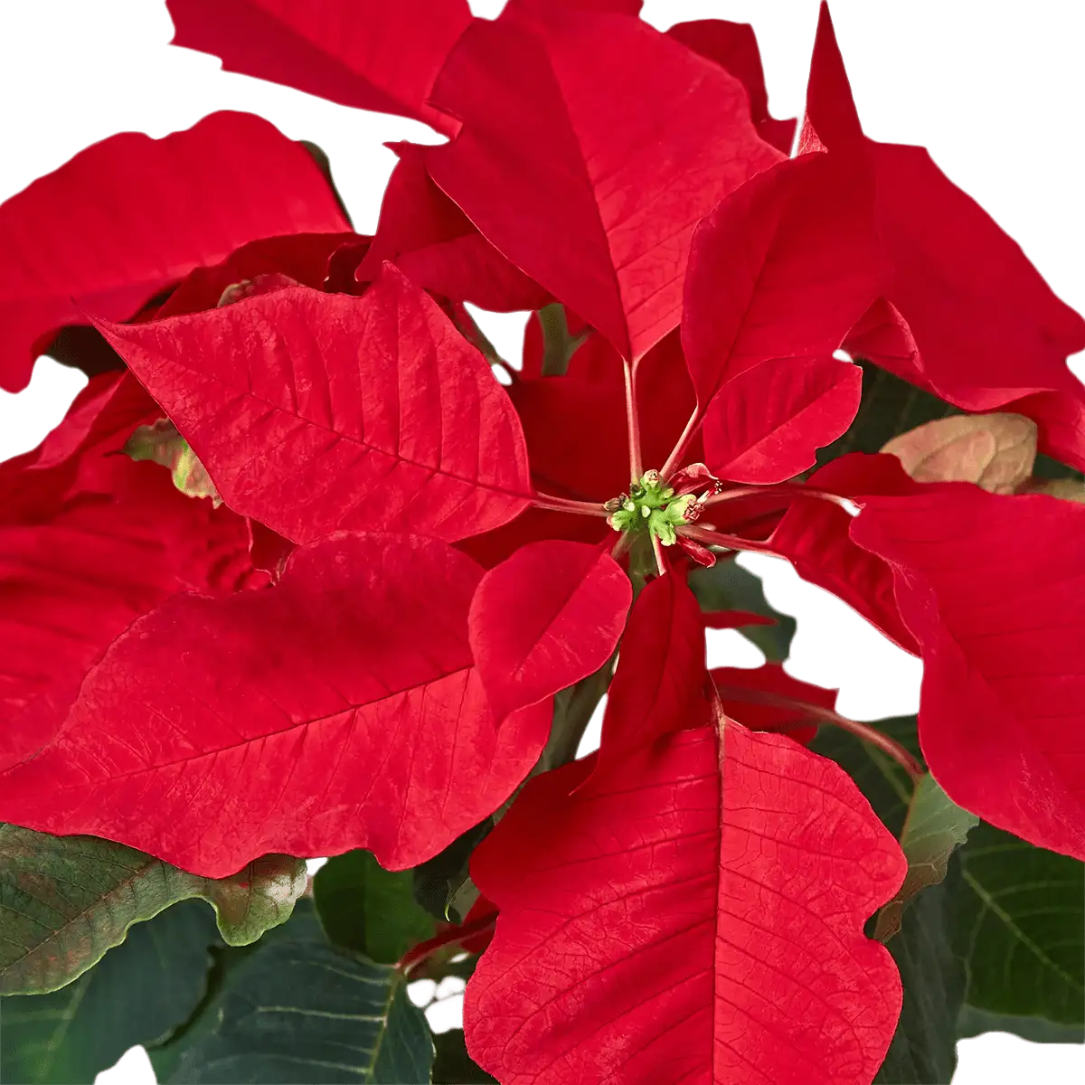 Red Poinsettia Plant for Sale | house plant sale | Forget Me Not Flower Market online plant shop | online nurseries near to me