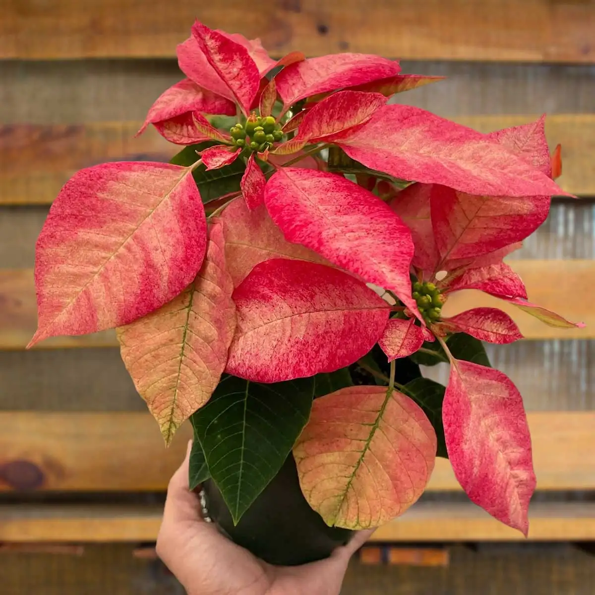 Poinsettia Ice Crystal plants for sale | house plant sale | Forget Me Not Flower Market online plant shop | online nurseries near to me