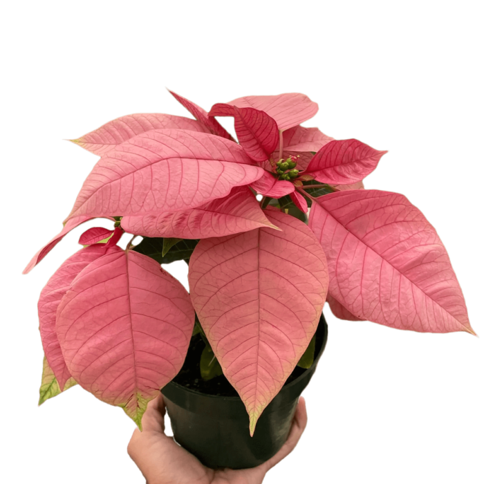 Poinsettia Pink Plant for Sale