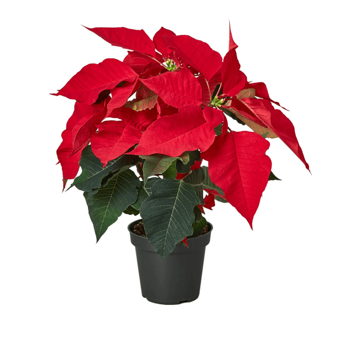Red Poinsettia Plant for Sale | house plant sale | Forget Me Not Flower Market online plant shop | online nurseries near to me