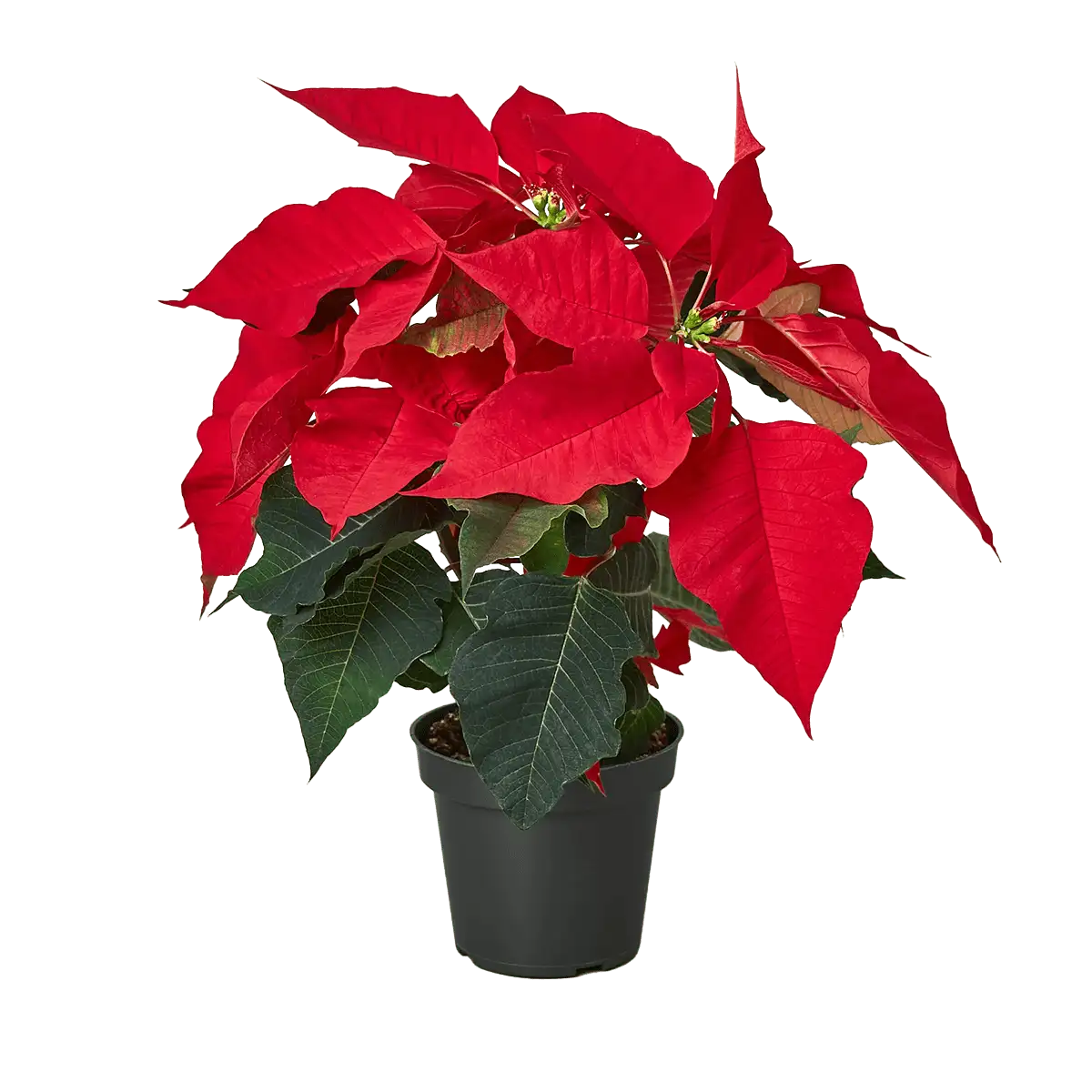 Red Poinsettia Plant for Sale | house plant sale | Forget Me Not Flower Market online plant shop | online nurseries near to me